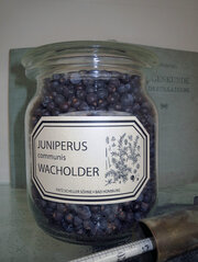 Juniperus communis (Wacholder)